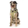 Fuzzyard Active Go Hundesele