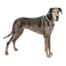 Fuzzyard Active Strap Hundesele