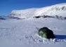 Hilleberg Nallo 3 GT Telt