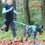 I-dog Canicross Canyon Alm Hundesele, Blue, One Size