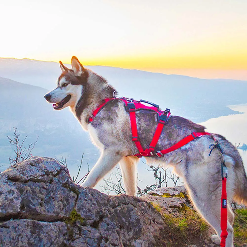 I-dog Confort Trek Hundesele