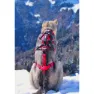 I-dog Confort Trek Hundesele