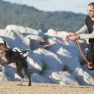I-dog Harnais Canicross Hundesele