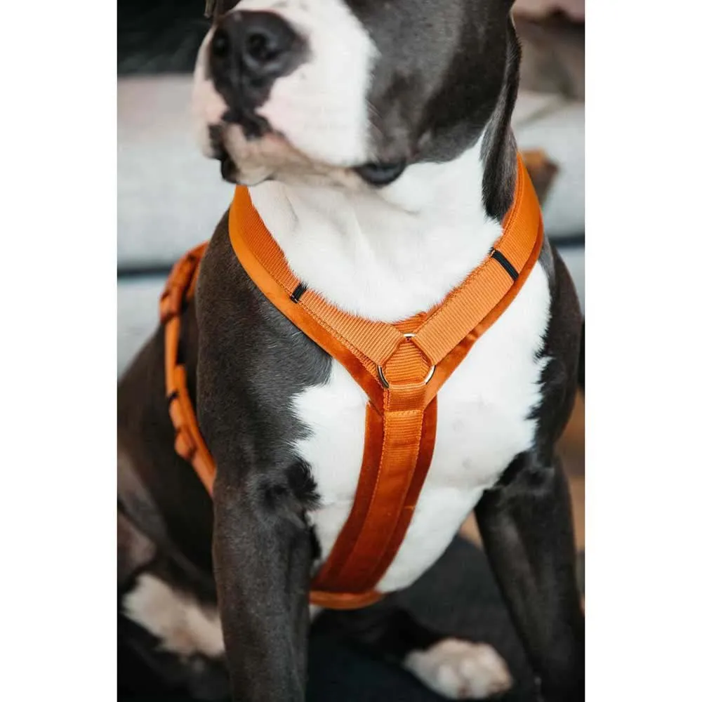 Kentucky Active Velvet Hundesele Kentucky Active Velvet Hundesele