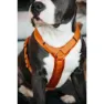 Kentucky Active Velvet Hundesele