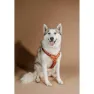 Kentucky Active Velvet Hundesele