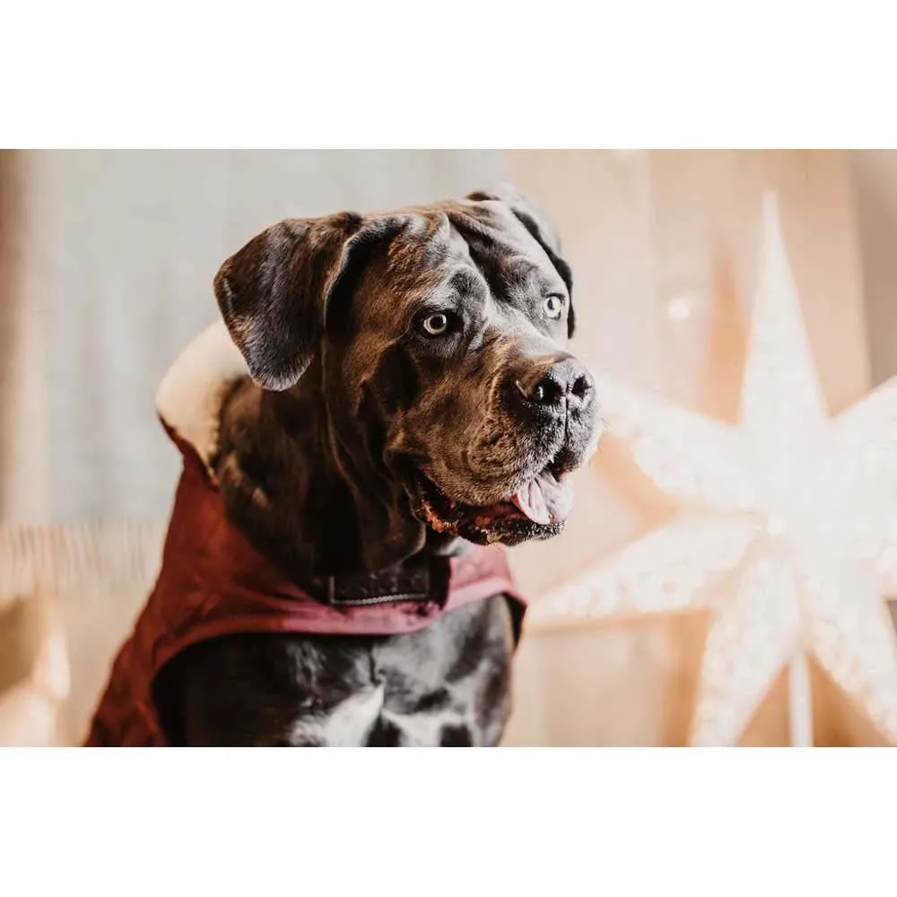 Kentucky Original Hundegenser