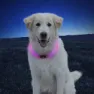 Nite Ize Nitehowl Mini Led Hundehalsbånd, Multicolor, One Size