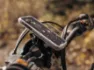 Quad Lock Samsung Regnbeskyttelse