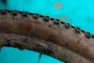 Rene Herse Gravel Tyre Oracle Ridge TC Endurance, Dark tan, 700 x 48, Sykkeldekk