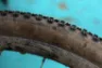 Rene Herse Gravel Tyre Oracle Ridge TC Endurance, Dark tan, 700 x 48, Sykkeldekk