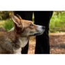 Ruffwear Crag™ Hundehalsbånd