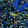 Speedo Printed Medalist Badetøy female, Black / cobalt pop / bolt / lemon drizzle, 5-6Y