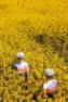 Tactic x Velodrom Colab Women Jersey