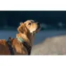 Tractive Dog Xl Gps-lokator, Green, One Size