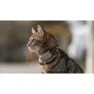 Tractive Mini Cat Activity Gps-lokator