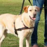 Trixie Lead N Walk Soft Hundesele